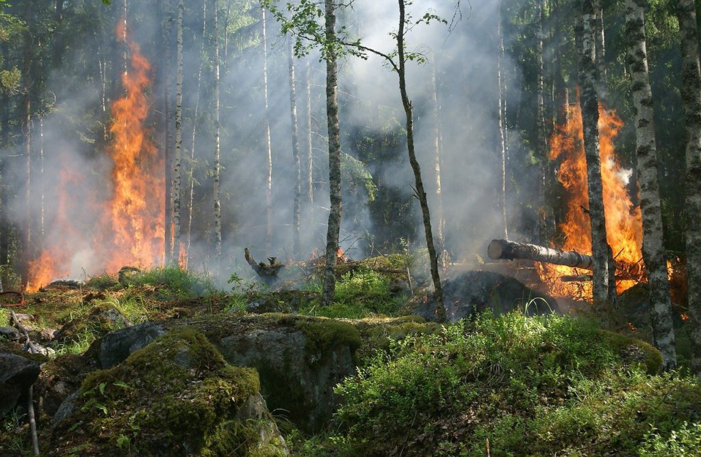 forest fire, trees, burning-432870.jpg